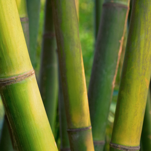Bamboo close up in bamboo grove. China