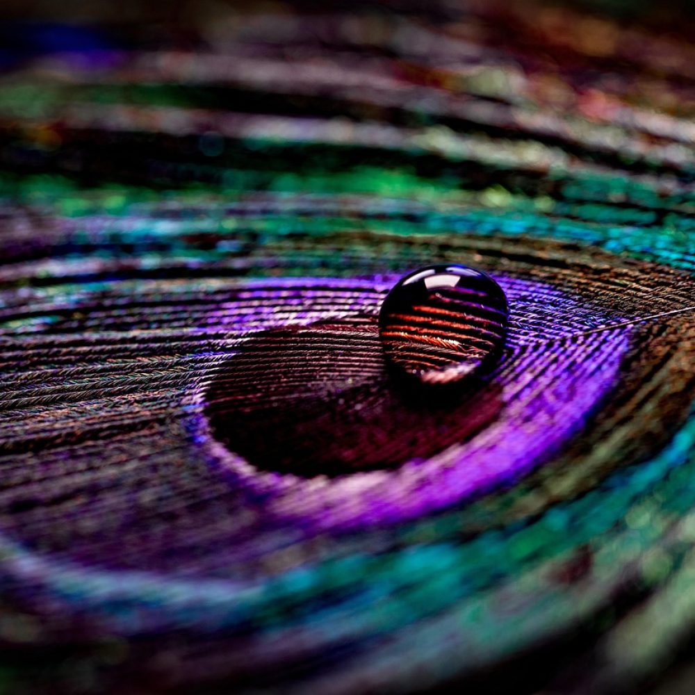 peacock-6185159_1280